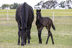 Oldenburg Horses