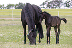 Oldenburg Horses