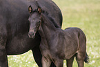 Oldenburg Horses