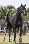 Oldenburg Horses