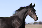 Oldenburg Horse