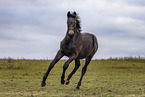 young Oldenburg Horse