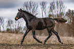 young Oldenburg Horse