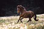 Oldenburg Horse gelding