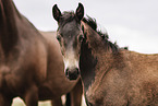 Oldenburg Horses