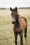 Oldenburg Horse foal