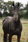 Oldenburg Horse