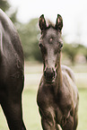 Oldenburg Horse foal