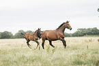 Oldenburg Horses