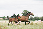 Oldenburg Horses