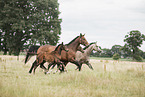 Oldenburg Horses