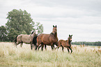 Oldenburg Horses