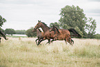 Oldenburg Horses