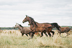 Oldenburg Horses