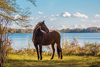 Oldenburg Horse