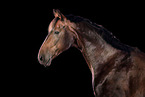 Oldenburg Horse in studio