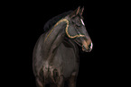 Oldenburg Horse