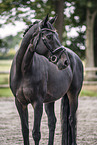 Oldenburg Horse