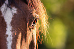 Oldenburg Horse eye