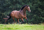 Oldenburg Horse