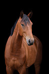 Oldenburg Horse