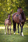 Oldenburg Horse