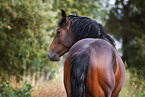 Oldenburg Horse