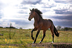 Oldenburg Horse