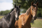 Oldenburg Horses