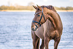 Oldenburg Horse mare