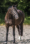 Oldenburg Horse mare