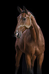 Oldenburg Horse gelding