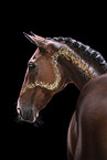 Oldenburg Horse gelding