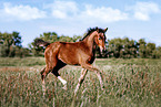 Oldenburg Horse foal