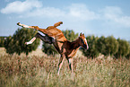 Oldenburg Horse foal