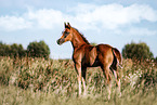 Oldenburg Horse foal