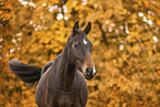 Oldenburg Horse