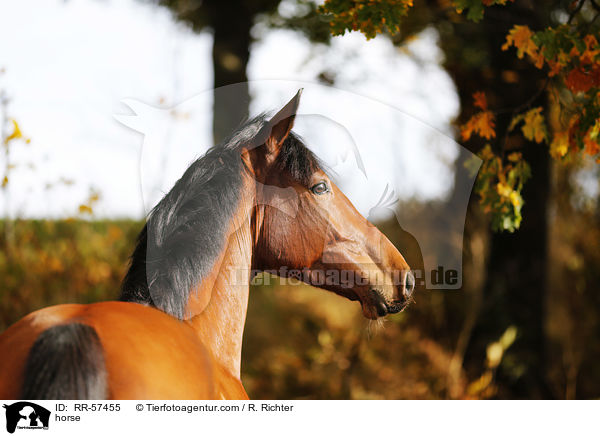 horse / RR-57455
