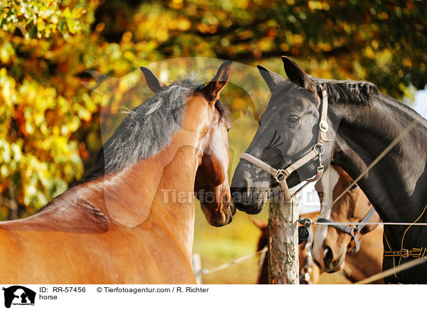 Oldenburger Springpferd / horse / RR-57456