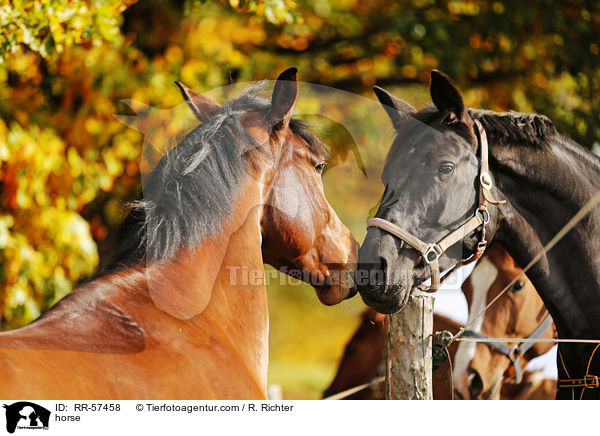 horse / RR-57458