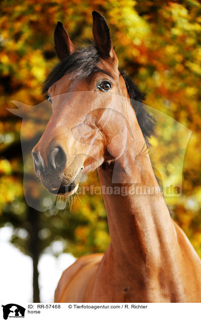 horse / RR-57468