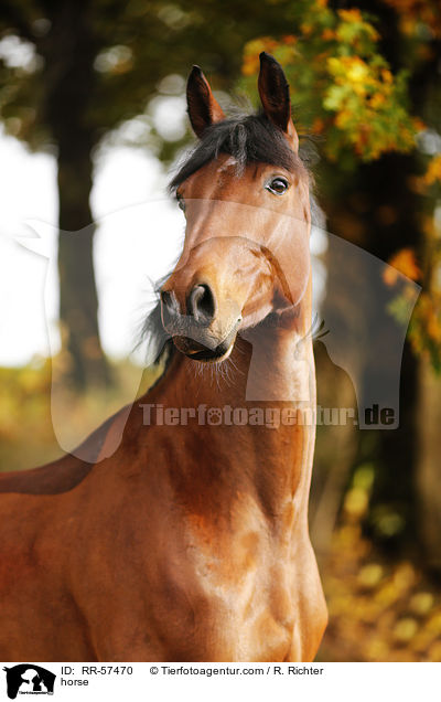horse / RR-57470