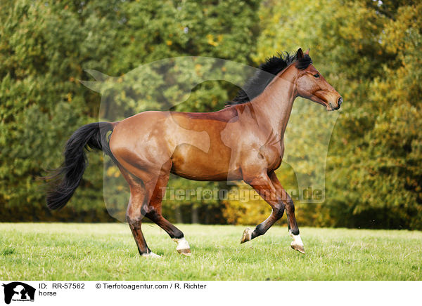 horse / RR-57562