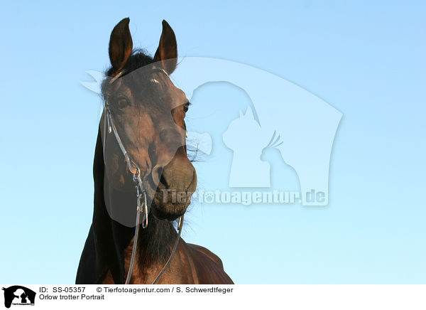 Orlow trotter Portrait / SS-05357