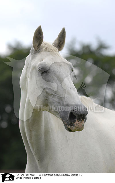 white horse portrait / AP-01760