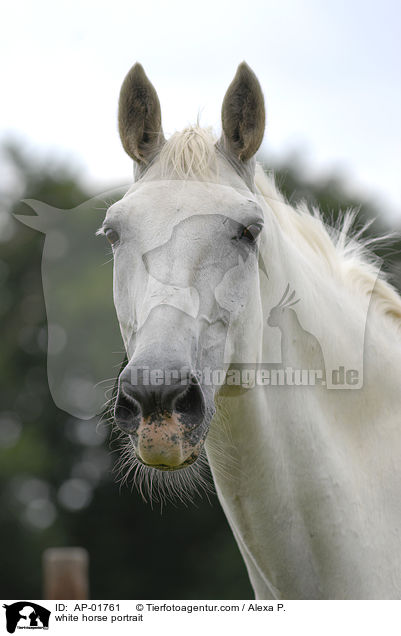 white horse portrait / AP-01761