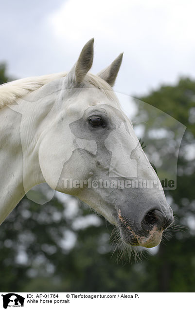 white horse portrait / AP-01764