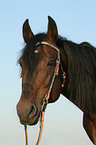 Orlow trotter Portrait