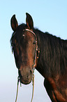 Orlow trotter Portrait