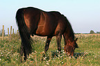 grazing Orlow trotter